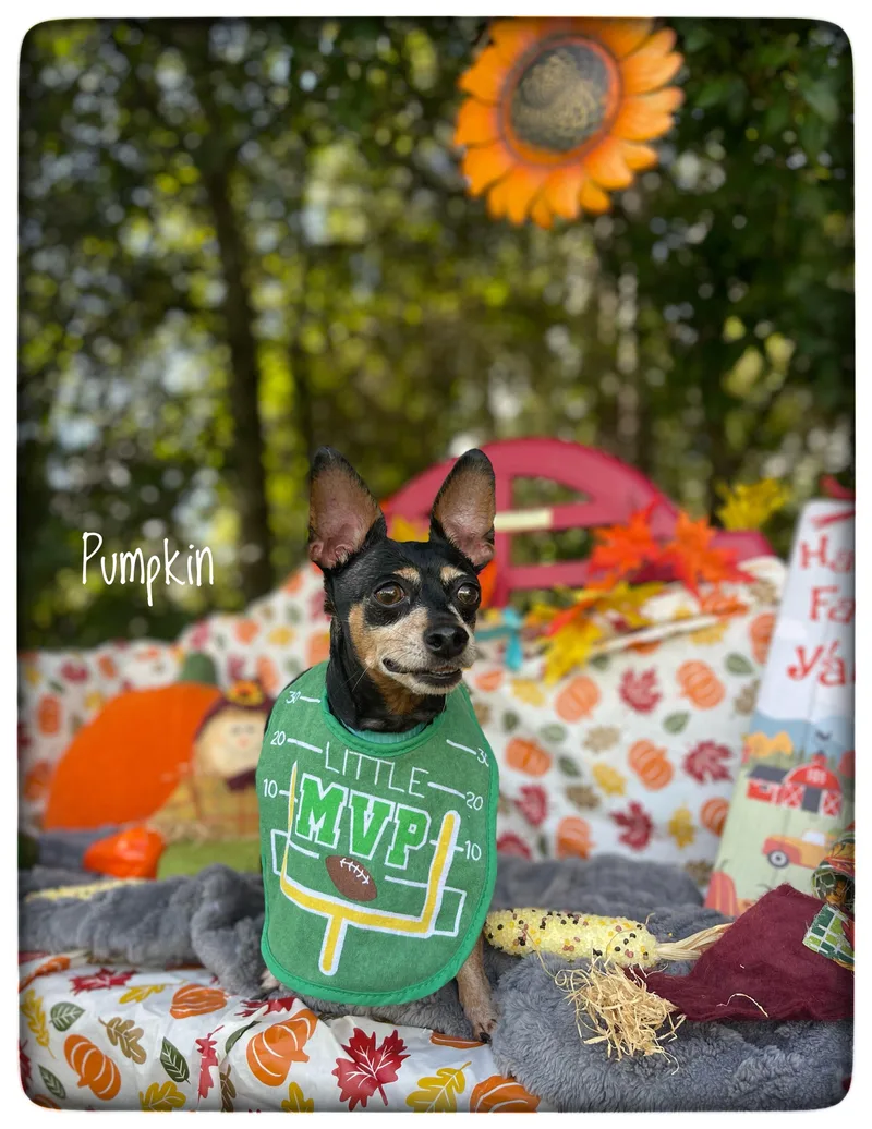 Pumpkin thumbnail 4