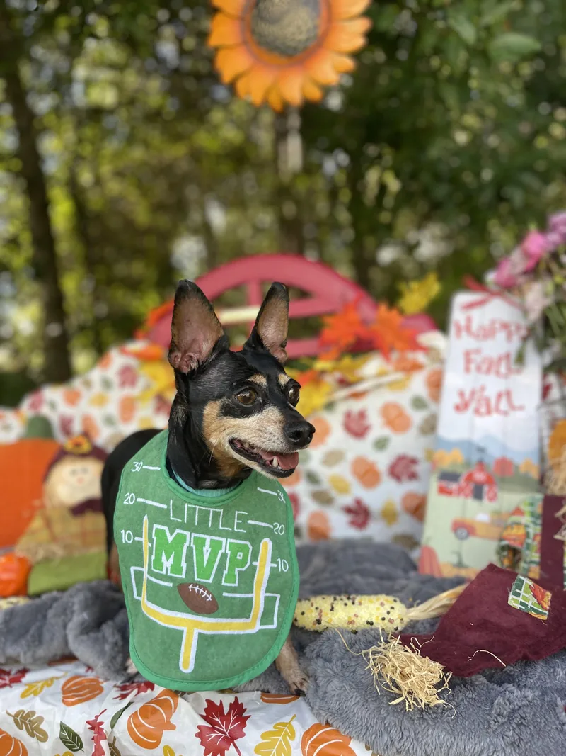 Pumpkin thumbnail 5