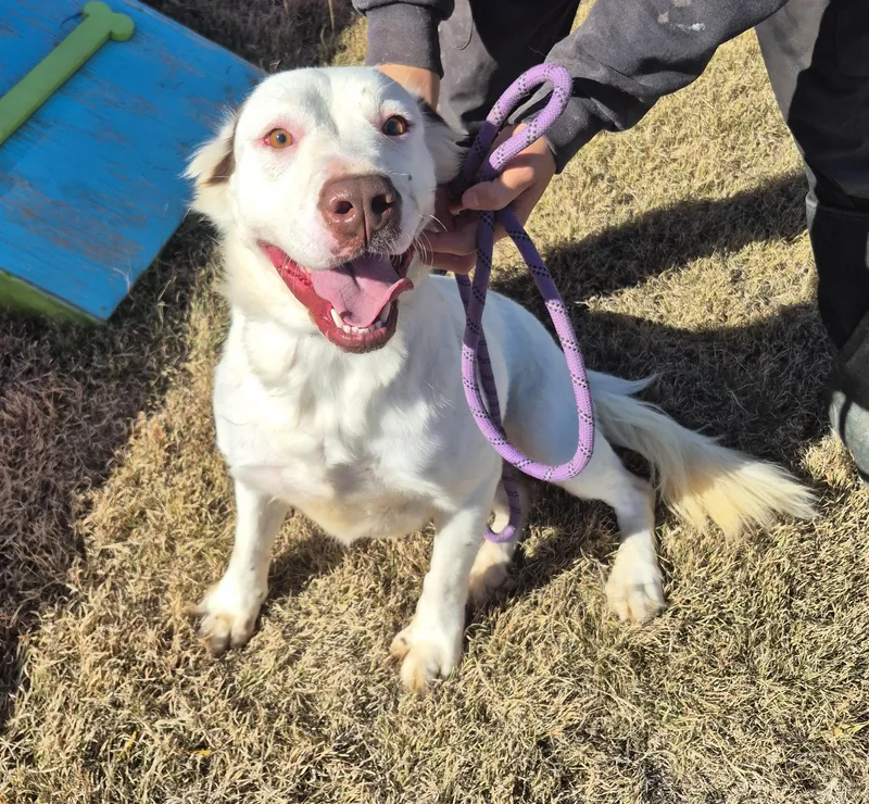 An adult medium-sized female Australian Shepherd dog named Leia for adoption in Canyon, TX
