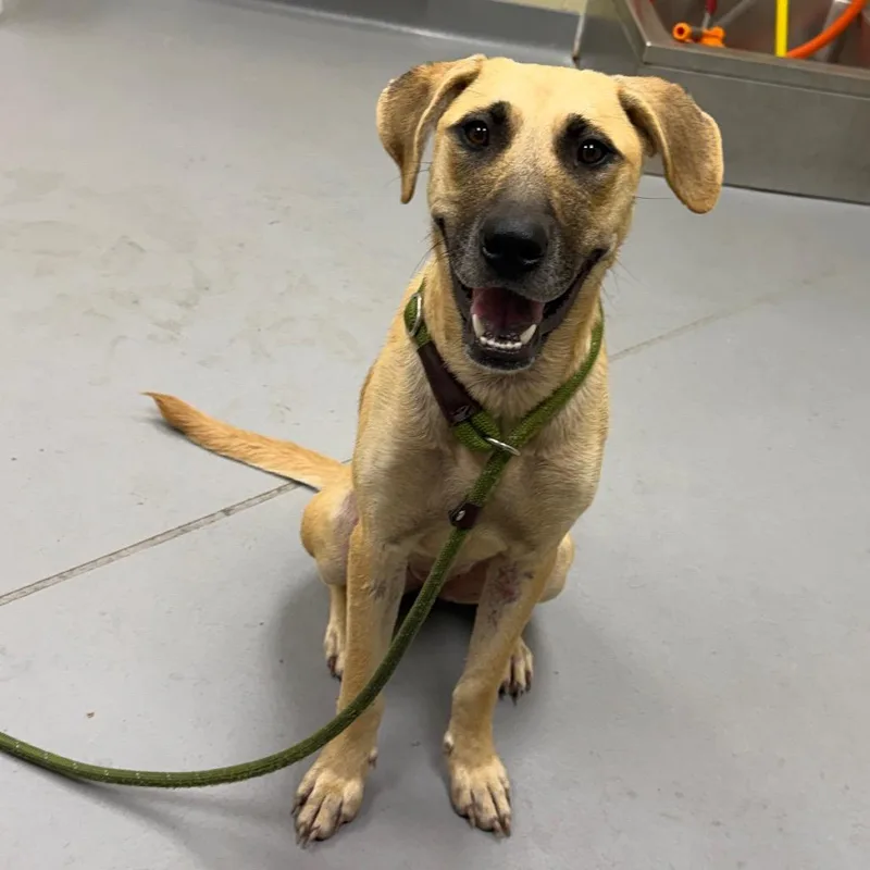 A young medium-sized female Golden Mixed Breed dog named StrayPopeStreet for adoption in Columbus, GA