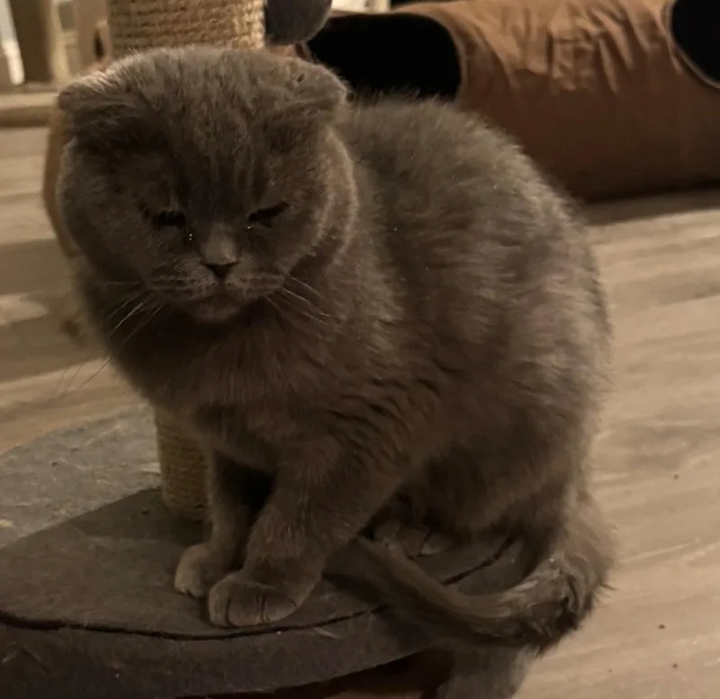 A young large-sized female Scottish Fold cat named Laska for adoption in San Jacinto, CA