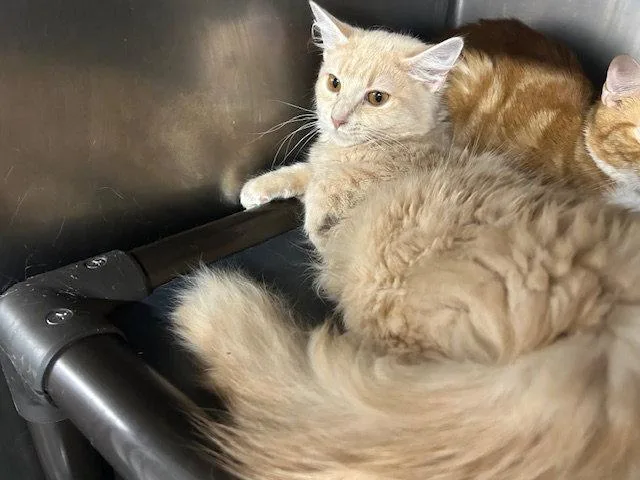 An adult medium-sized female Orange / Red Domestic Short Hair cat named Cosette & Amneris BONDED for adoption in Herndon, VA