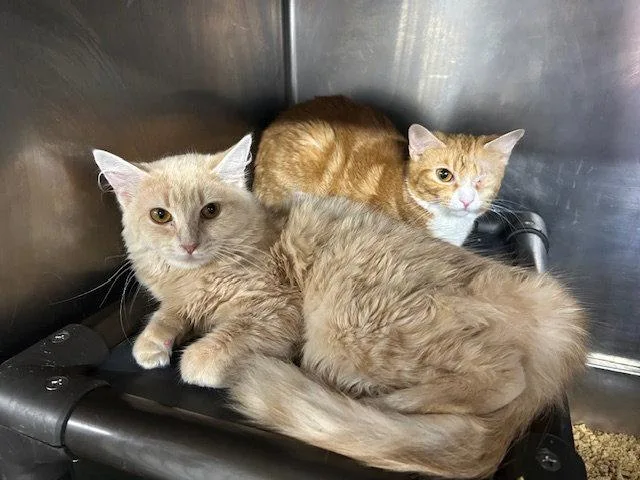 Cosette & Amneris BONDED thumbnail 2