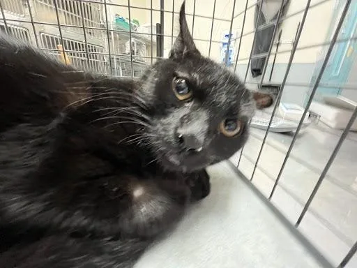 A baby medium-sized male Bombay cat named Halloween for adoption in Las Vegas, NV