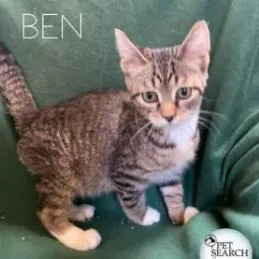An adult small-sized male Domestic Short Hair cat named Ben for adoption in Washington, PA