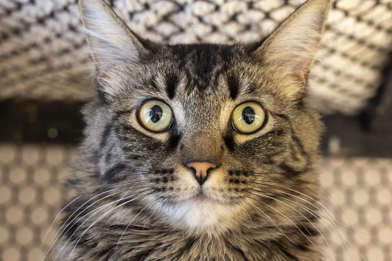 An adult medium-sized female Domestic Long Hair cat named Liesl for adoption in Fountain Hills, AZ