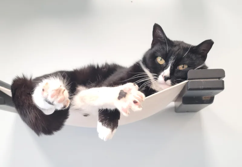 An adult medium-sized female Black & White / Tuxedo Domestic Short Hair cat named Zenyatta for adoption in Fairfax, VA
