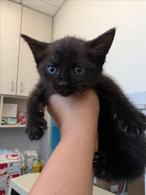 A baby small-sized male Domestic Short Hair cat named Carborator for adoption in Olivehurst, CA