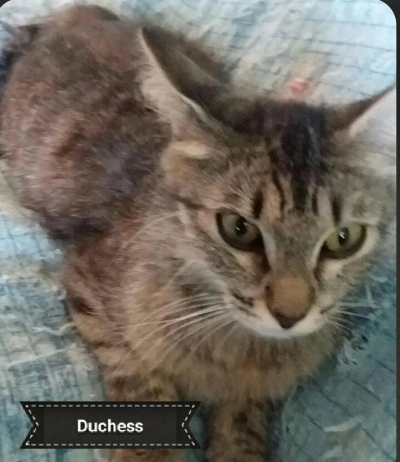 A young medium-sized female Tabby (Gray / Blue / Silver) Tabby cat named Duchess for adoption in Shrewsbury, MA