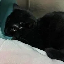 A young medium-sized male Black Domestic Short Hair cat named Lil Man for adoption in Rapid City, SD
