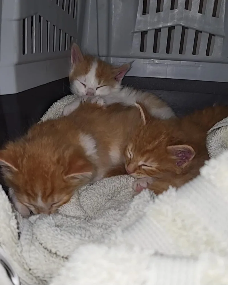 A baby small-sized male Domestic Medium Hair cat named Lestat for adoption in Milwaukee, WI
