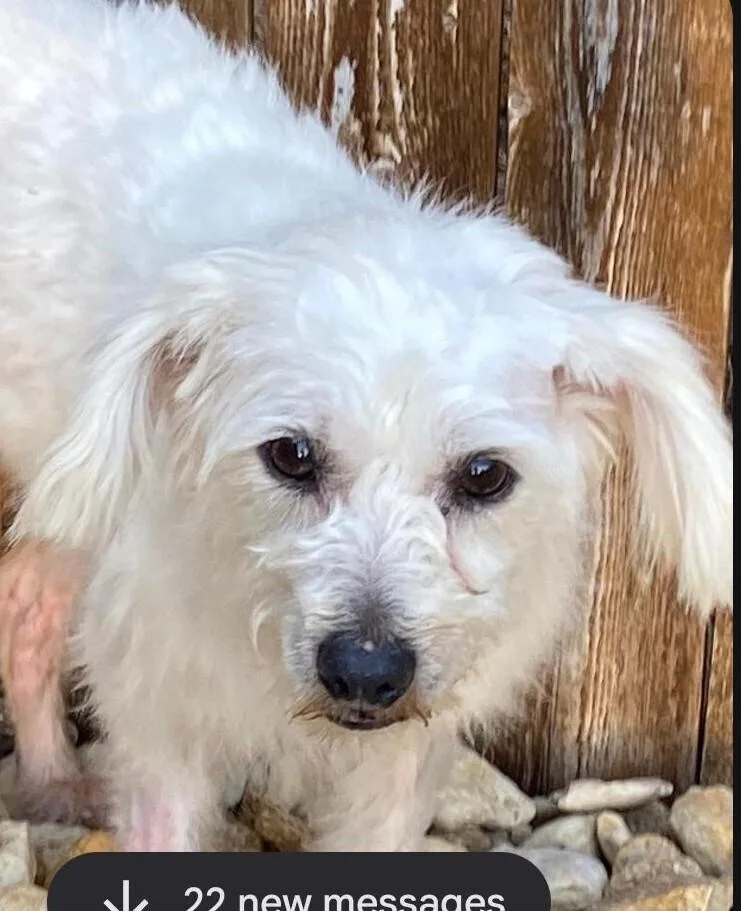 An adult small-sized male White / Cream Terrier dog named Claude for adoption in Dallas, TX