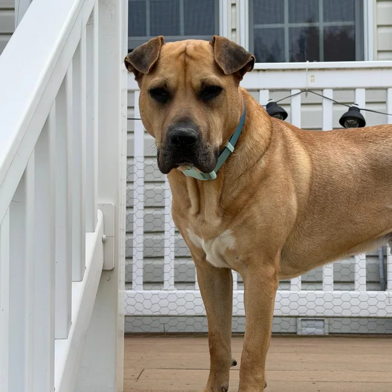 An adult medium-sized male Yellow / Tan / Blond / Fawn Shar-Pei dog named Scully for adoption in Alexandria, VA