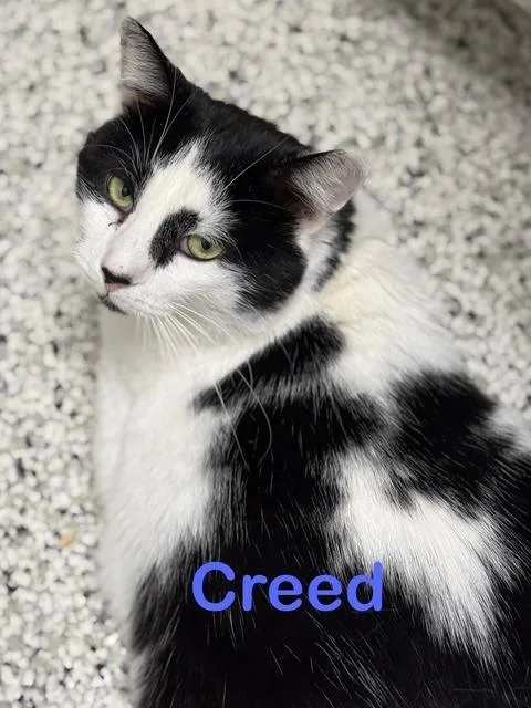 An adult medium-sized male Domestic Short Hair cat named CREED Cat for adoption in New Bern, NC