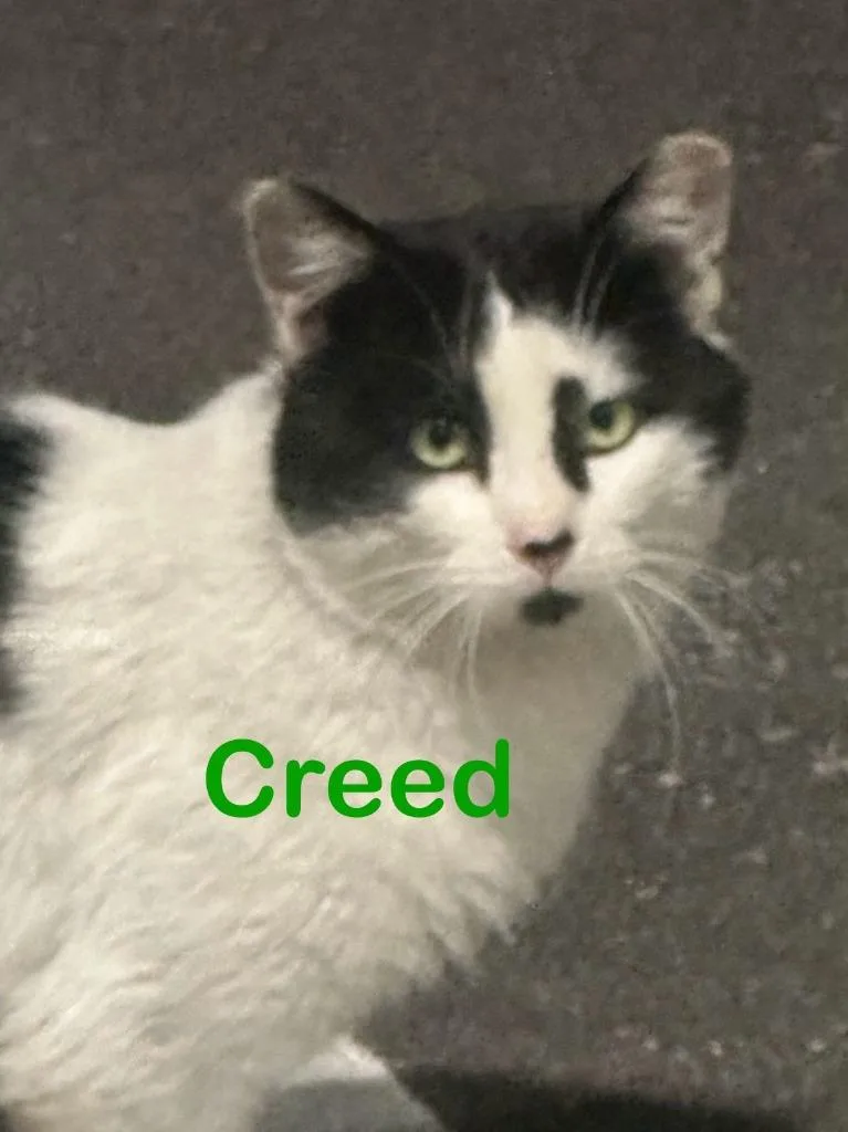 CREED Cat thumbnail 2