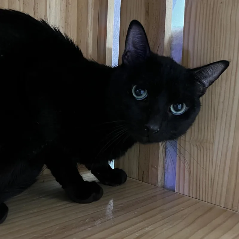 An adult medium-sized male Black Domestic Short Hair cat named George for adoption in Yucca Valley, CA