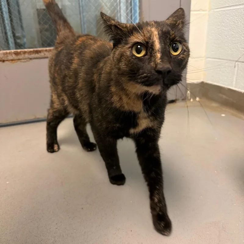 An adult large-sized female Tortoiseshell Domestic Short Hair cat named Goose for adoption in Roanoke, VA