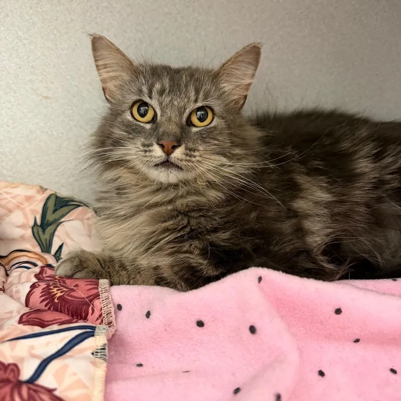 A young medium-sized female Tabby (Brown / Chocolate) Domestic Medium Hair cat named Joan Jett Easy for adoption in Oshkosh, WI