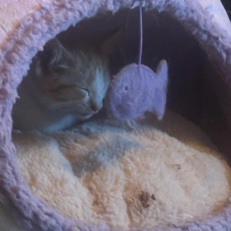 A baby small-sized female Orange / Red Domestic Short Hair cat named Poptart for adoption in Rochester, MN