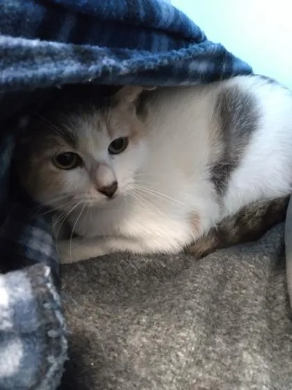 A young small-sized female Domestic Short Hair cat named Julie for adoption in Palm Coast, FL