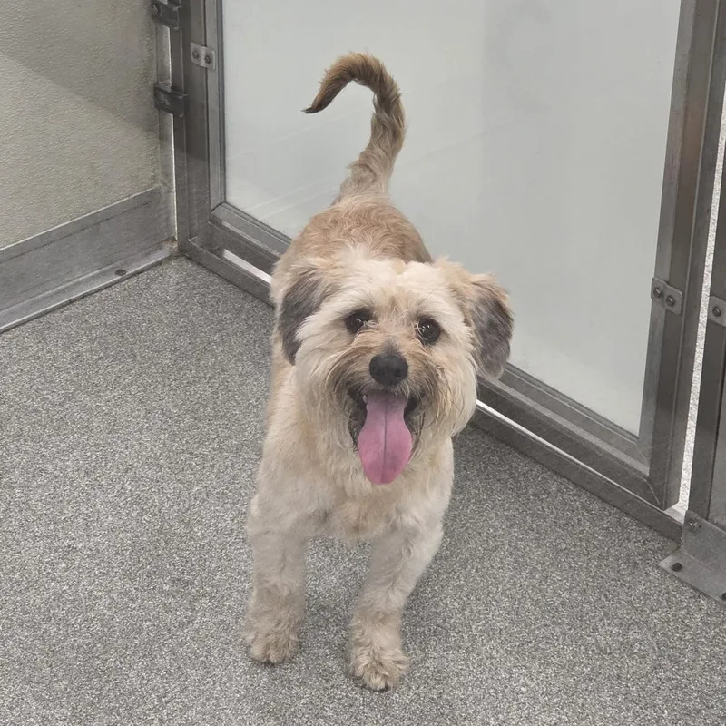 A young small-sized male Yellow / Tan / Blond / Fawn Mixed Breed dog named Shiloh for adoption in Hinsdale, IL