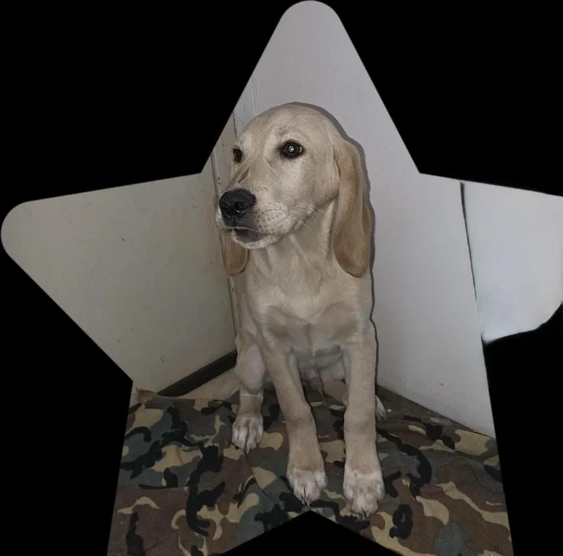 A baby large-sized male Labrador Retriever dog named Augustus for adoption in Willingboro, NJ