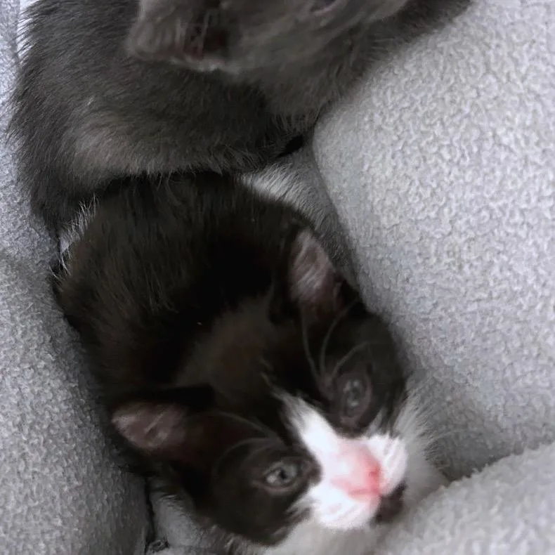 A baby small-sized female White Domestic Short Hair cat named Jessie for adoption in Oakton, VA