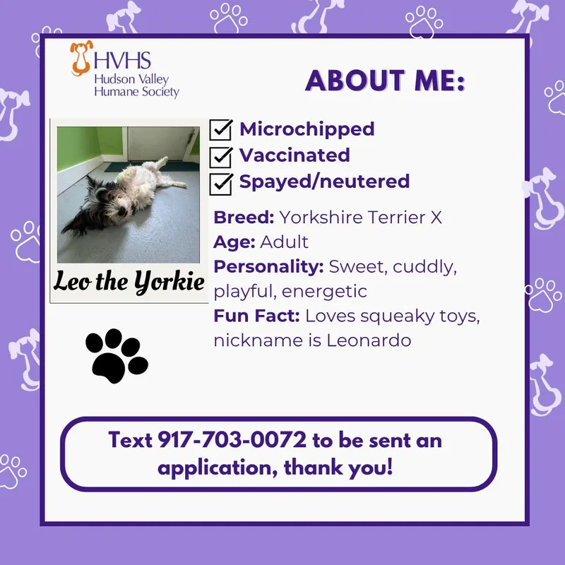An adult small-sized male Black Yorkshire Terrier dog named Leo The Yorkie for adoption in Pomona, NY