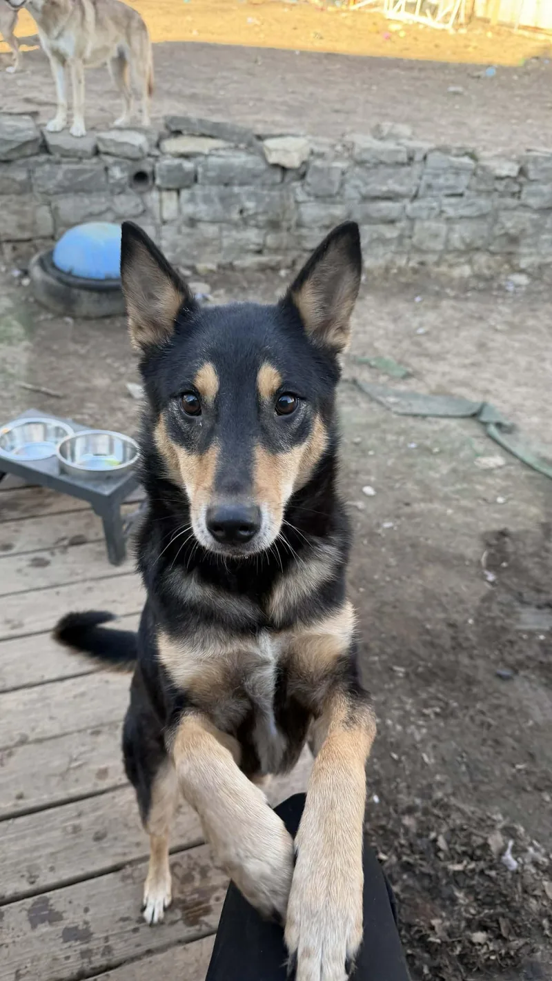 An adult medium-sized female Black Shepherd dog named Quila for adoption in Lenexa, KS