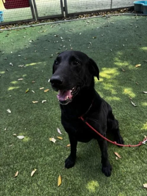 An adult large-sized male Labrador Retriever dog named Drummer for adoption in Van Nuys, CA