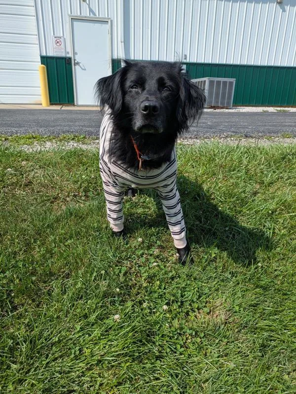 An adult medium-sized female Labrador Retriever dog named Paramore for adoption in Lancaster, OH