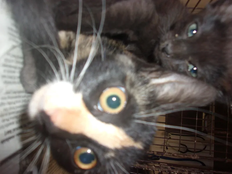 A baby medium-sized female Domestic Short Hair cat named Browny for adoption in Van Nuys, CA