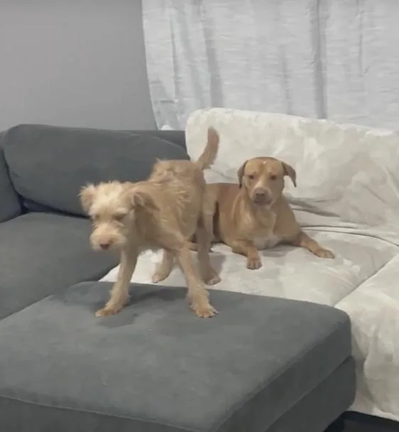 Tanner and Wilson  thumbnail 4
