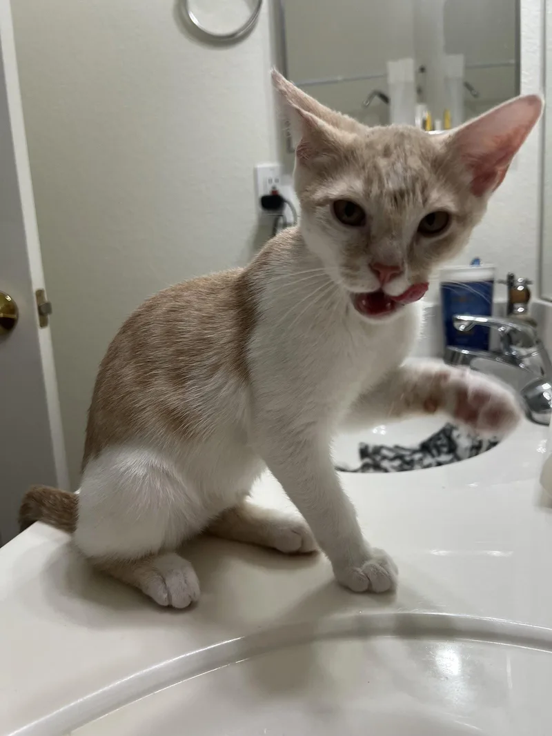 A young medium-sized male Domestic Short Hair cat named Magnus for adoption in Phoenix, AZ