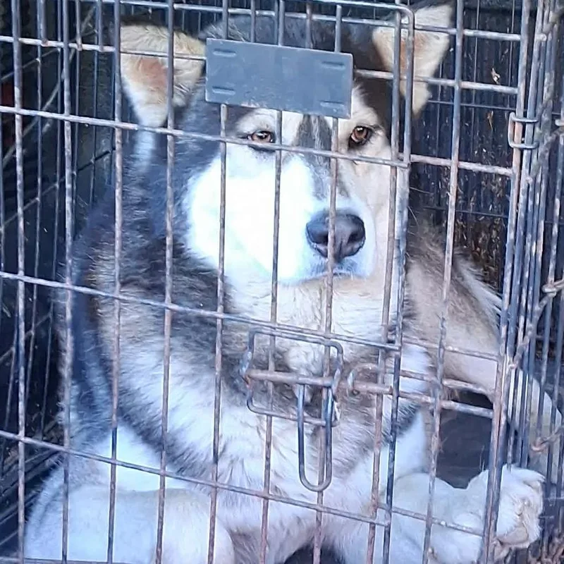 An adult small-sized male Black Mixed Breed dog named Cashew Stray Hold for adoption in Huntington, WV