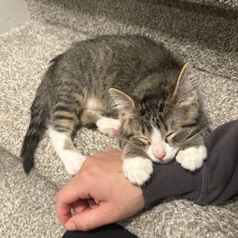 A baby medium-sized male Tabby (Brown / Chocolate) Domestic Medium Hair cat named Dewey for adoption in Omaha, NE