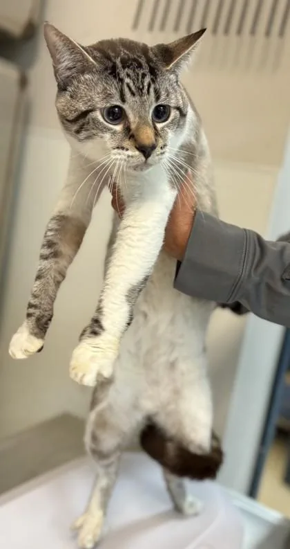 An adult medium-sized male Domestic Short Hair cat named Smokey for adoption in Savannah, GA