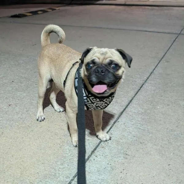 An adult small-sized male Yellow / Tan / Blond / Fawn Pug dog named Paine for adoption in Alvin, TX