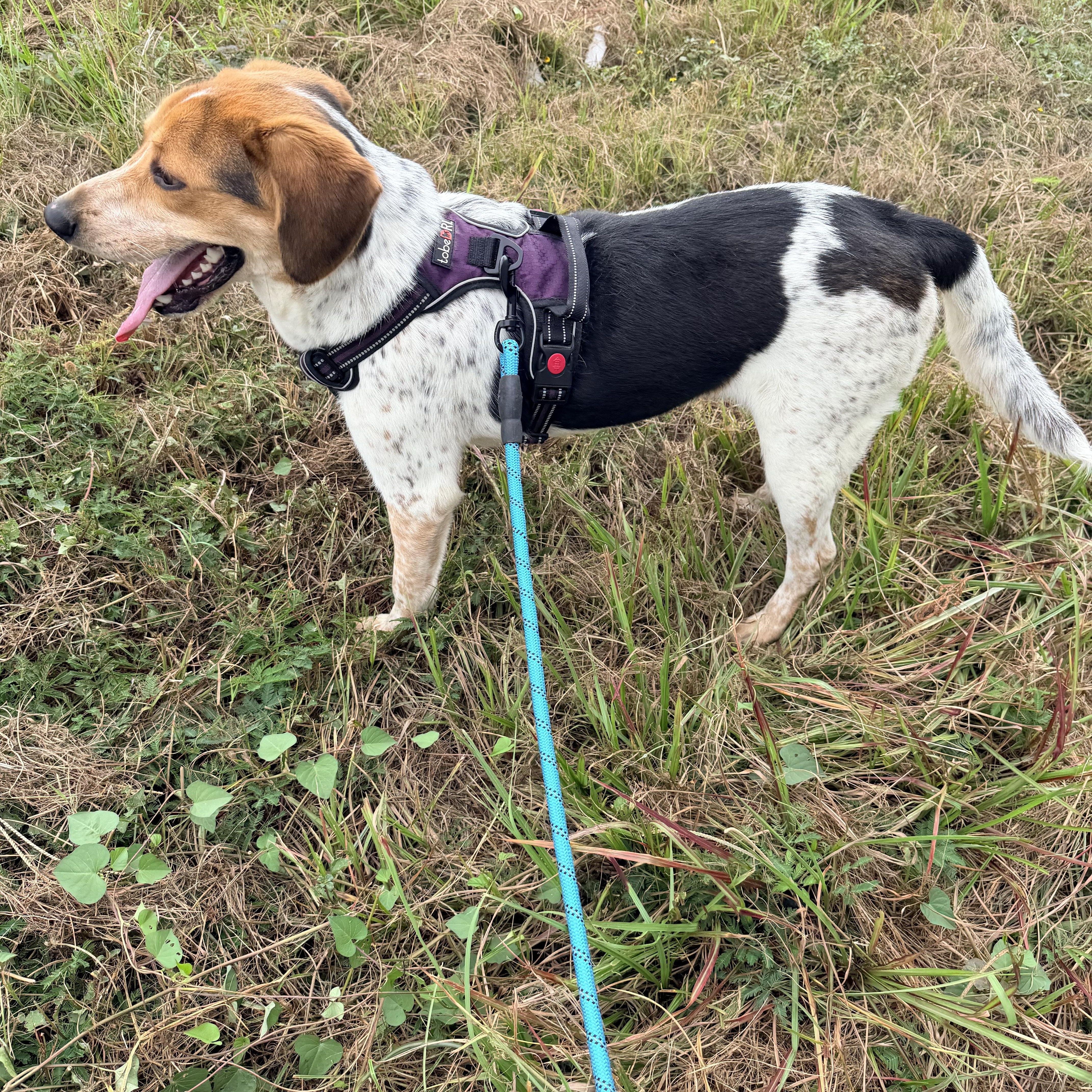 An adult medium-sized male Beagle dog named Benny for adoption in Baker, LA