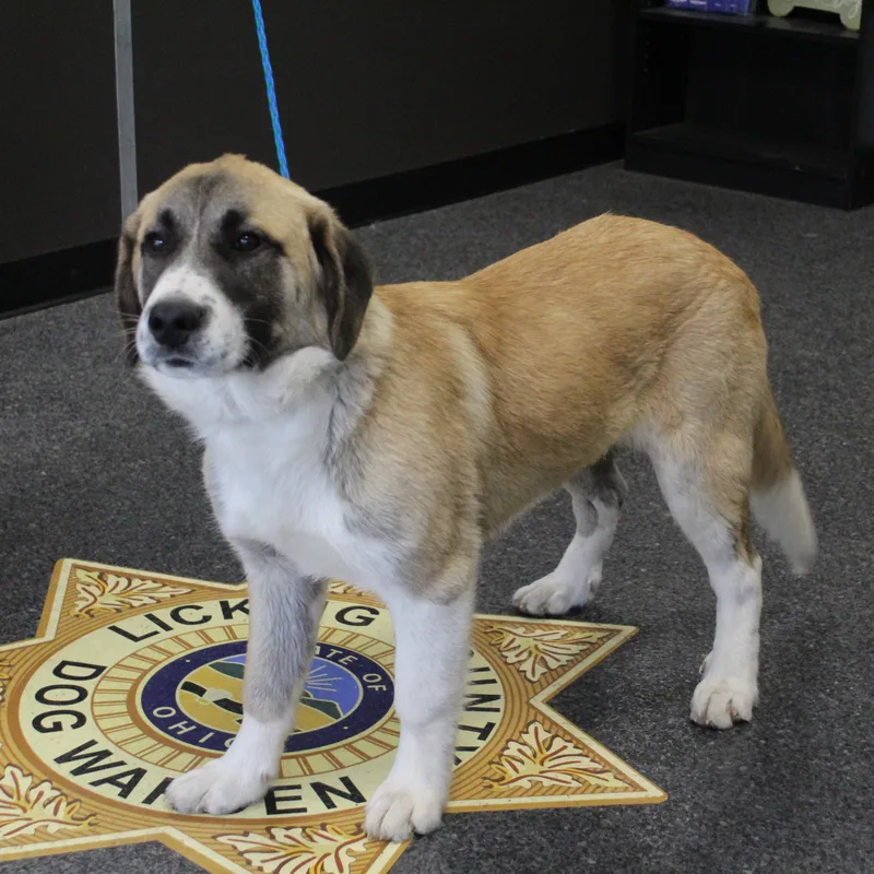 Peanut Butter thumbnail 2