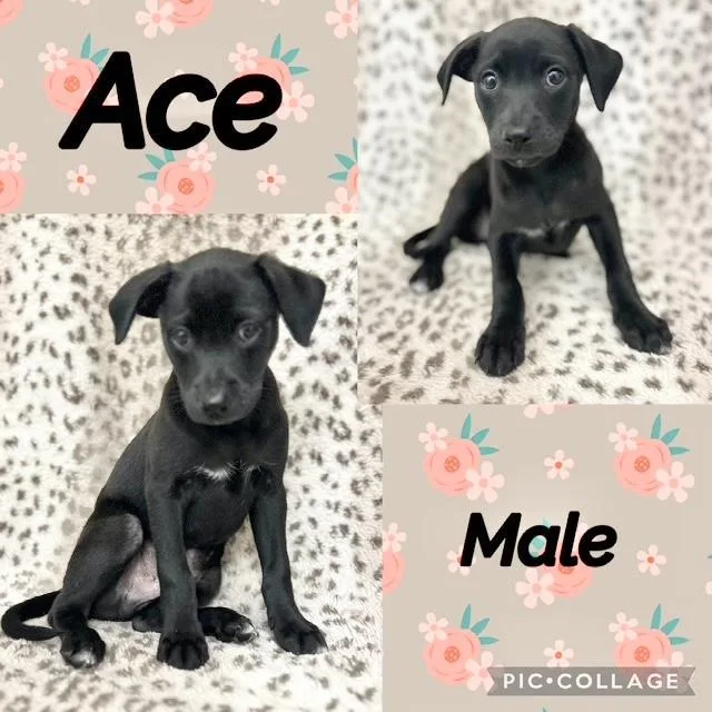 A baby medium-sized male Chiweenie dog named Ace for adoption in Manchester, CT