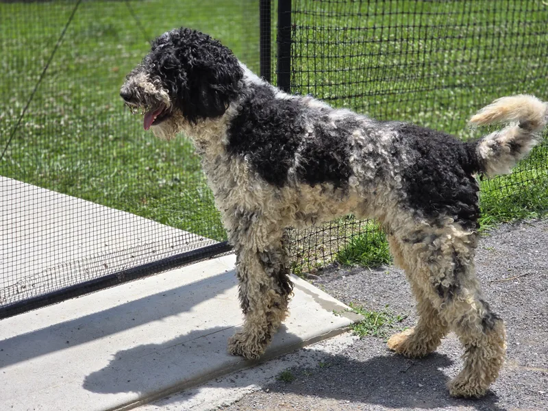 Dudley