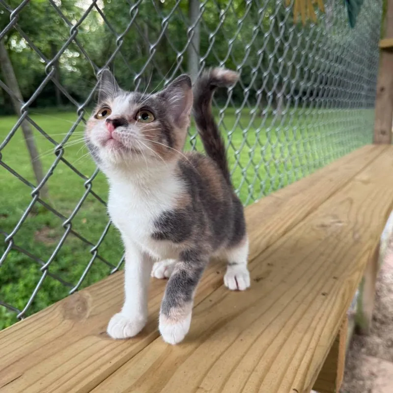 A baby small-sized female Calico cat named Olivia for adoption in Richmond Dale, OH