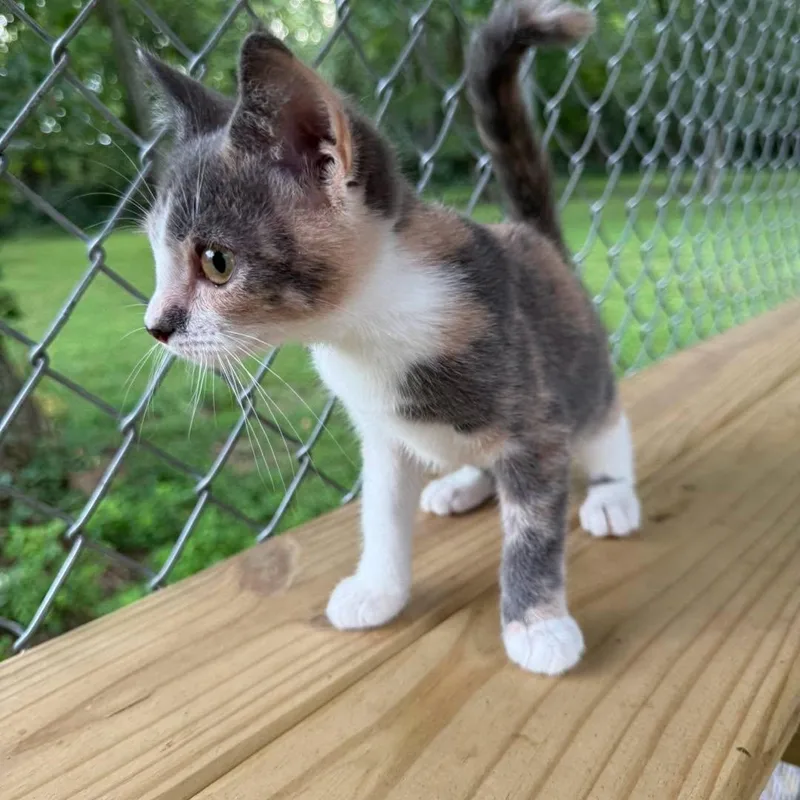 Olivia thumbnail 2