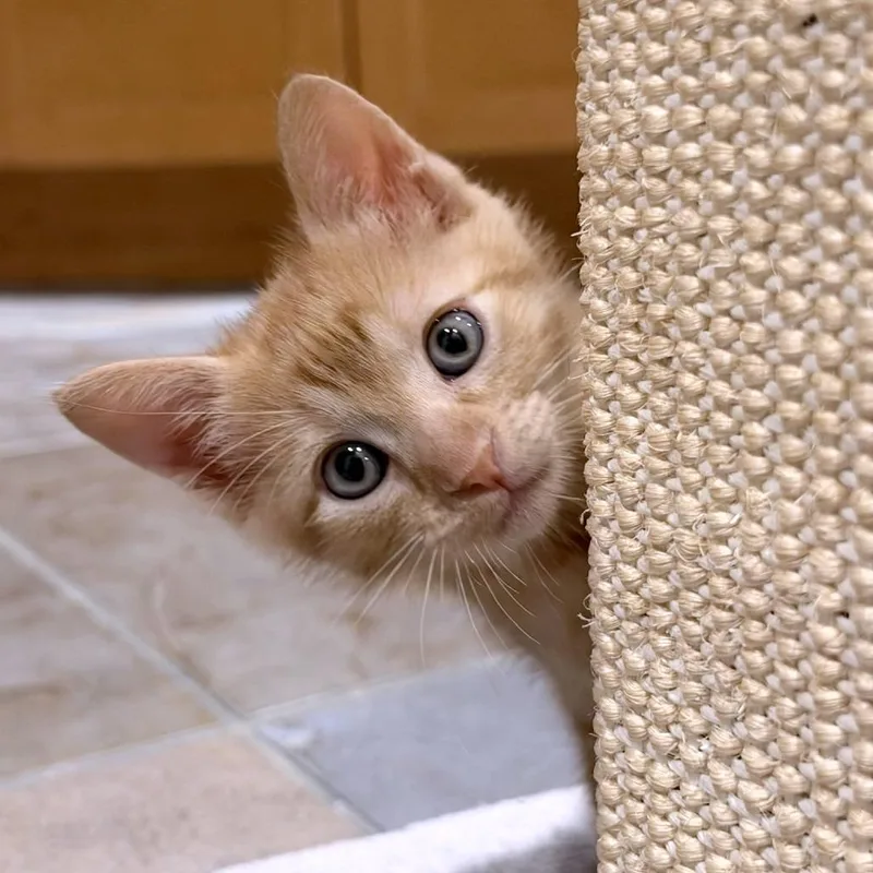 A baby small-sized male Domestic Short Hair cat named Tino for adoption in Austin, TX