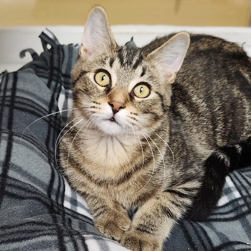 A young medium-sized male Tabby cat named Floki for adoption in Marshfield, WI