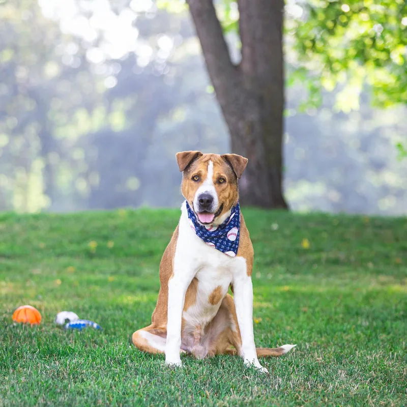 A young large-sized male Saint Bernard dog named Leo for adoption in Coatesville, PA
