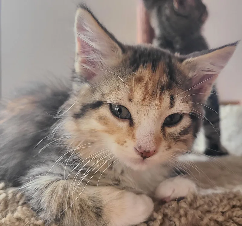 A baby medium-sized female Calico Domestic Medium Hair cat named Luna for adoption in Hudson, NY