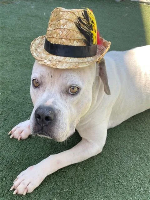 An adult medium-sized male Pit Bull Terrier dog named Albus for adoption in Texas City, TX