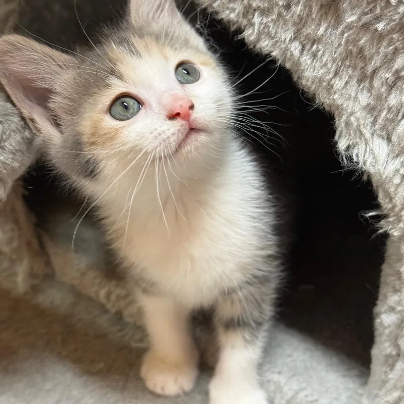 A baby small-sized female Calico American Bobtail cat named Sequoia for adoption in Brownsboro, AL
